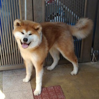 おとなしい性格の秋田犬 1才