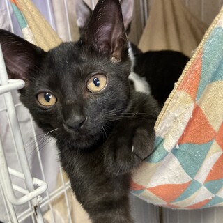 ワテら陽気な黒猫兄弟。意外と慎重派な康太くん。