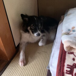 コタの脱走