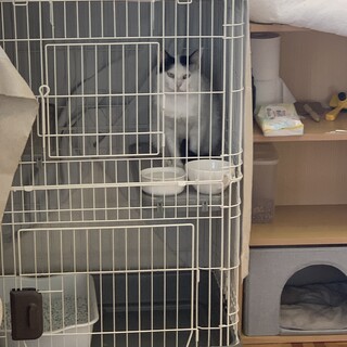 【保護猫うーたん♂】