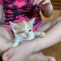 【ひとりぼっちで頑張った子猫♀】