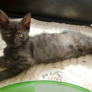 甘えん坊のちいくろ君①