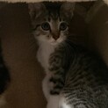 【保護猫から産まれたお転婆娘♀】