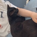 黒猫のオス　すりすりゴロゴロ甘えん坊です