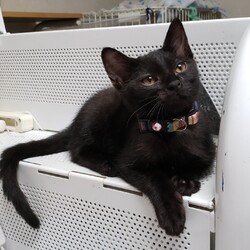 保護猫譲渡会ジョイフル本田守谷店ペットワールド サムネイル2