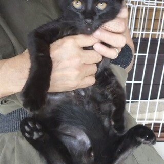 黒子猫の里親様募集