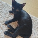 黒猫の里親探しています