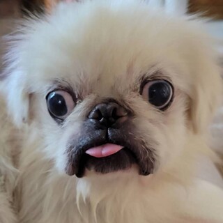 ペキニーズ ♂ 獅子丸