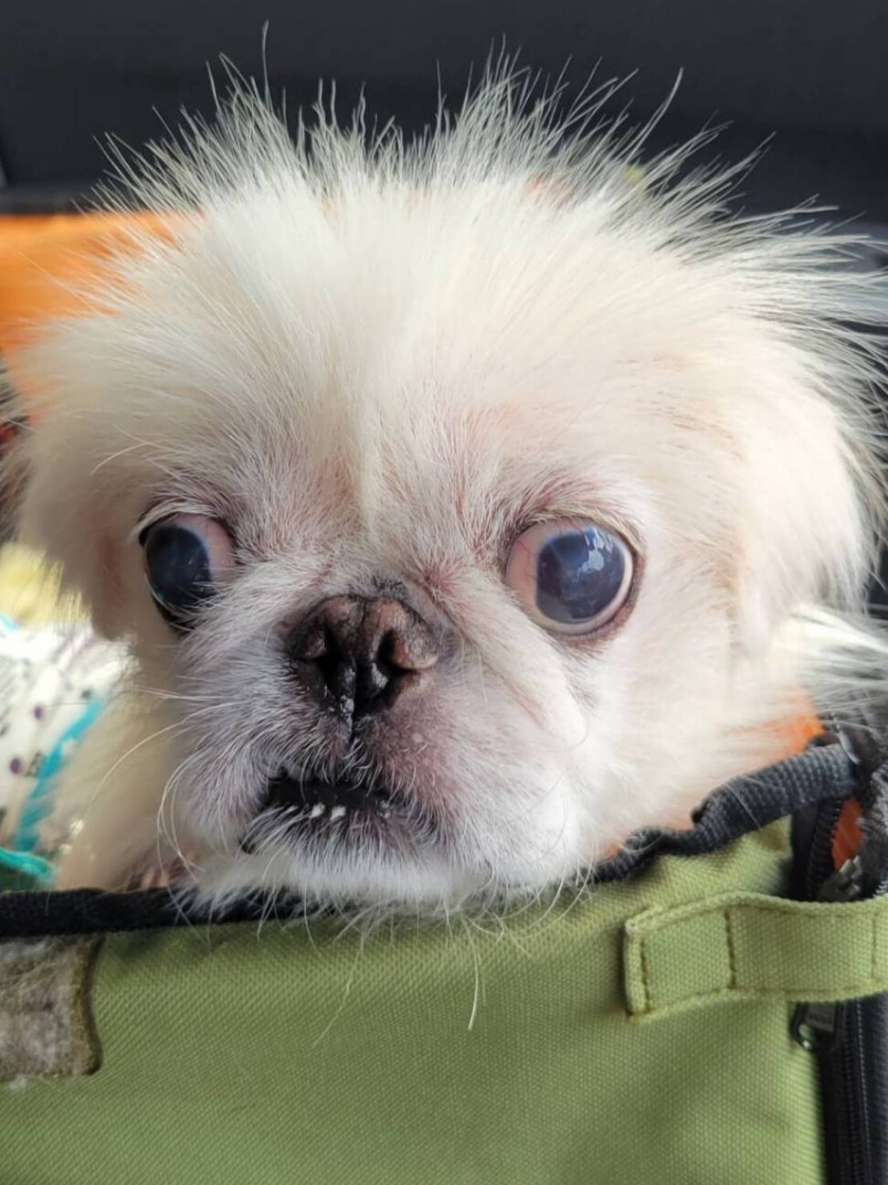 ペキニーズ 獅子丸 東京都 犬の里親募集 ペットのおうち 月間利用者150万人