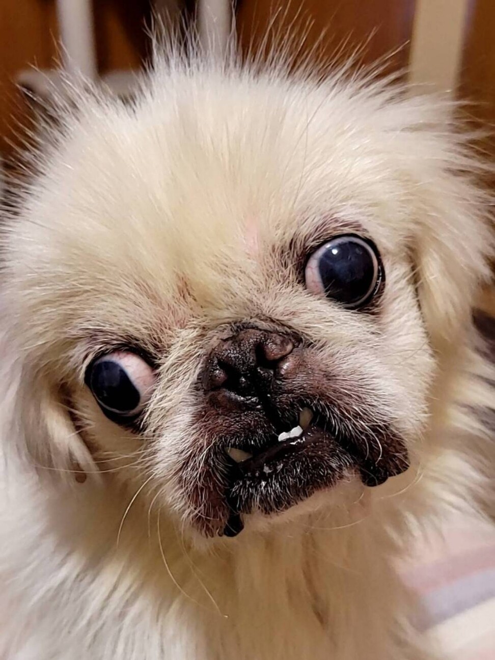 ペキニーズ 獅子丸 東京都 犬の里親募集 ペットのおうち 月間利用者150万人 ペキニーズ 獅子丸 東京都 犬の里親募集 ペットのおうち 月間利用者150万人