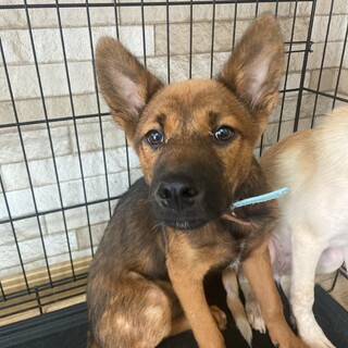 the・雑種代表✴︎チャチャの家族を探してます。