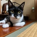 1歳未満のハチワレのママ猫ちゃん