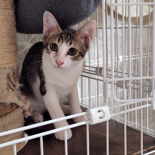 母親とかわいい子猫3兄妹です