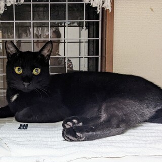 １歳の黒猫くん　