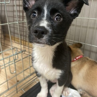 トイレ○元気いっぱいです✴︎家族を探してます。