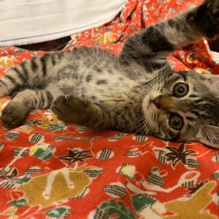 やんちゃな甘えん坊♡コロンちゃん