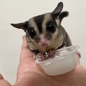 フクロモモンガ0才