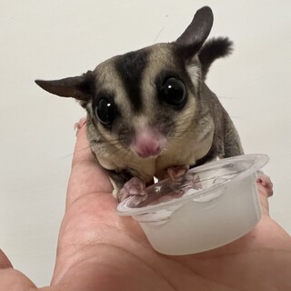 フクロモモンガ0才