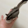 フクロモモンガ0才 サムネイル2
