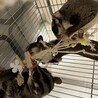 フクロモモンガ0才 サムネイル3
