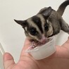 フクロモモンガ0才 サムネイル4