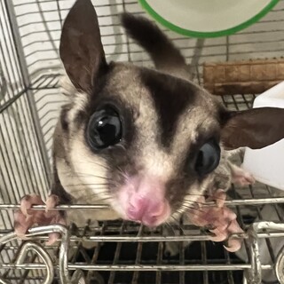 フクロモモンガ0才