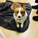 コーギー犬。血統書付きの4歳男の子