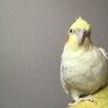 ねんち