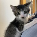 アイドリング兄弟★ちゃや★弟猫