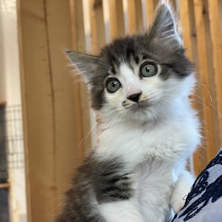 アイドリング兄弟★てんが★兄猫