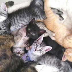 ミニミニ子猫譲渡会in西尾市♪2022年7月23日（土）～非営利団体ちーむにゃいんず