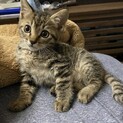 産まれて1ヶ月の元気な甘えん坊子猫です。