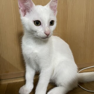 真っ白たまちゃん