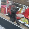 決まりました！【子猫】黒猫3匹