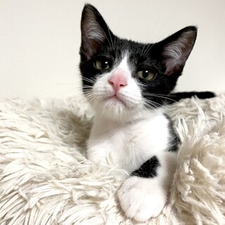 ★里親様決定！（譲渡会応募）★バーチくん