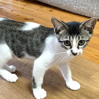 ★里親様決定！（譲渡会応募）★リラちゃん