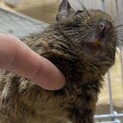 デグー4か月女の子里親募集