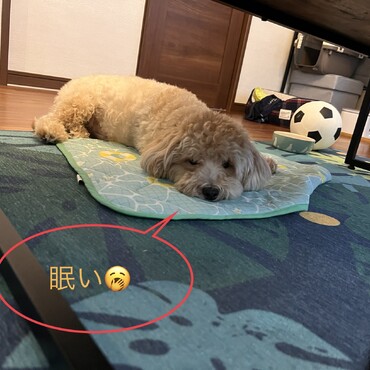 の写真