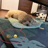 の写真