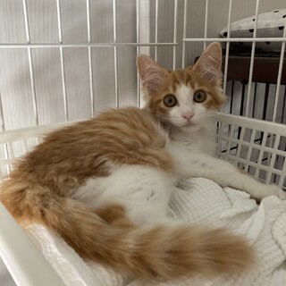 茶白の長毛の子猫だよ！人馴れ進行中のニシキ君❣️
