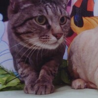 よもぎ