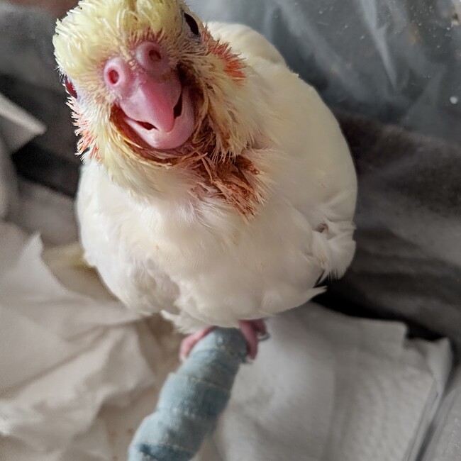 モモの飼主のカバー写真