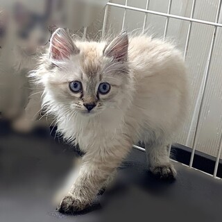 2ヶ月子猫、里親募集中