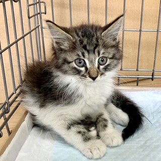 2ヶ月子猫、里親募集中