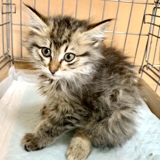 2ヶ月子猫、里親募集中