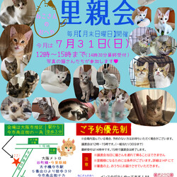 子猫たくさん里親会！