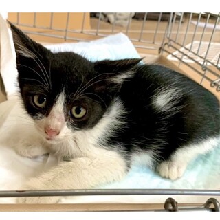 2ヶ月子猫、里親募集中