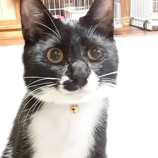 ベタ慣れ甘えん坊の男の子