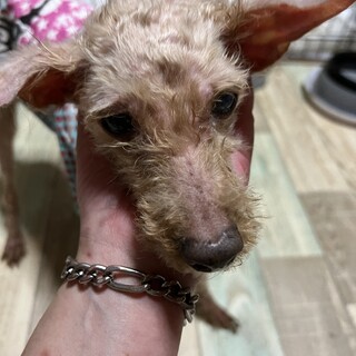 ひとりぼっちのおばあちゃん