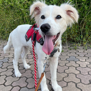 「しろたん」男の子